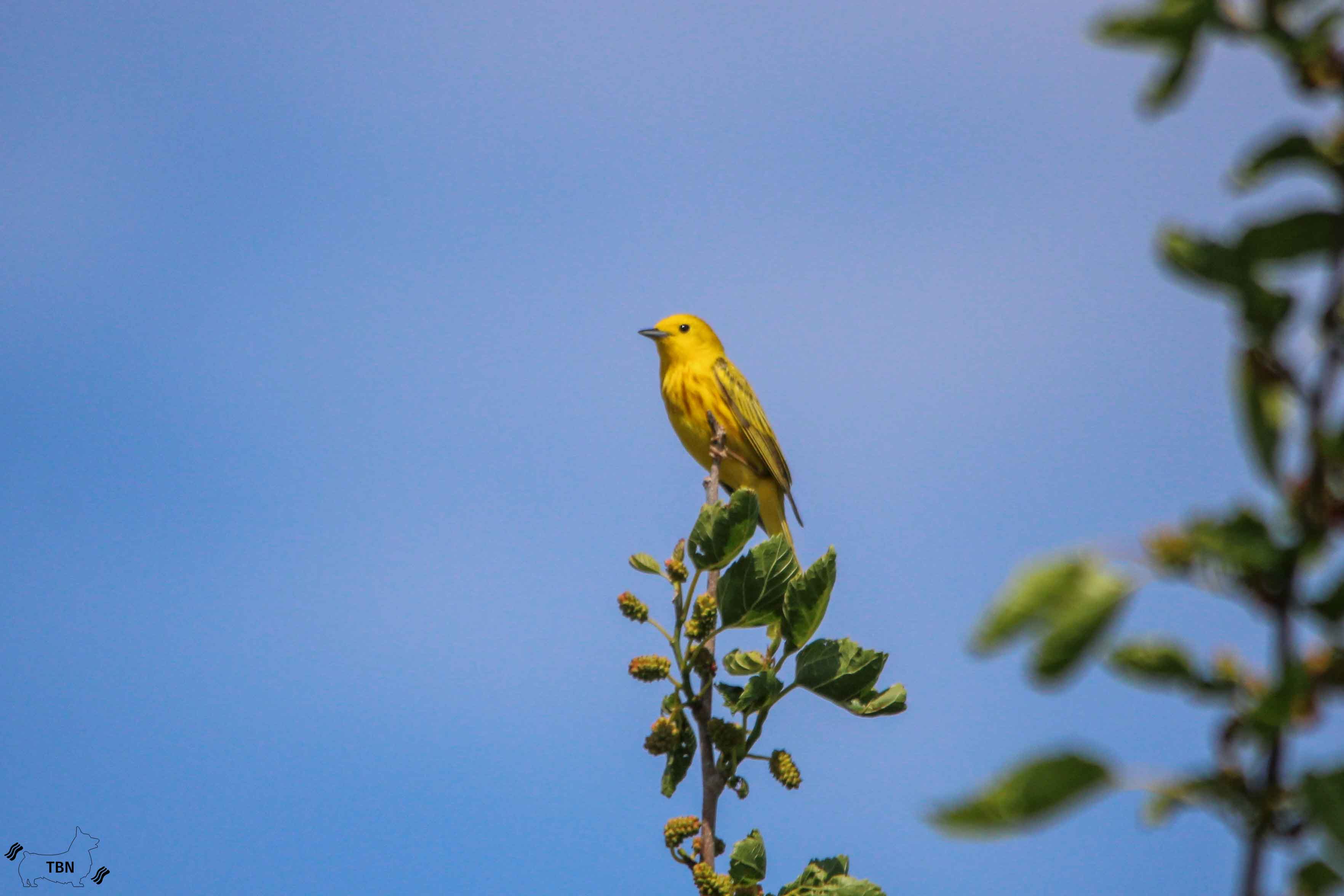 Yellow Warbler